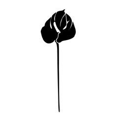 Anthurium Black And White Silhouette Floral