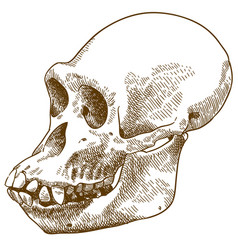 Engraving Drawing Of Anthropoid Ape Skull