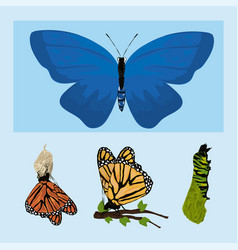 Butterfly Evolutionary Shape