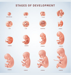 Human fertilization process poster Royalty Free Vector Image