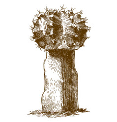 Engraving Gymnocalycium