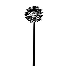 Gerbera Black And White Silhouette Floral