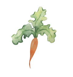 Watercolor Bright Carrots From The Vegetable