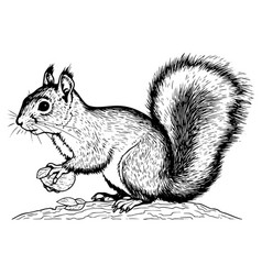 Squirrel Sitting Ink Sketch Hand Drawn Engraved