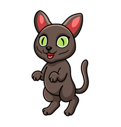 Cute Korat Cat Cartoon Standing