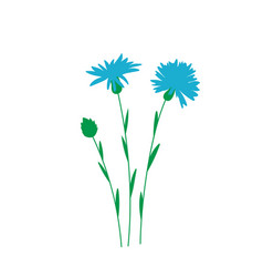 Blue Centaurea Plant On White Background