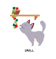 Funny Grey Cat Smell Flower As English Verb