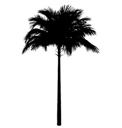 Palm Tree Black Silhouette