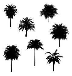 Palm Trees Black Silhouette