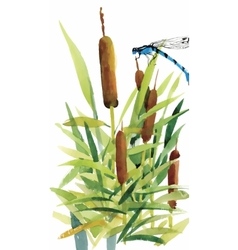 Watercolor Reeds With Leaves Closeup Isolated