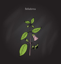 Atropa Belladonna Or Deadly Nightshade