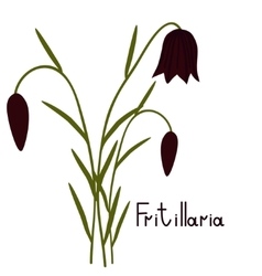 Fritillaria Plant