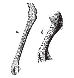 Reticulate Tarsus Of A Plover Vintage