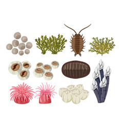 Rocky Shore Animals Collection