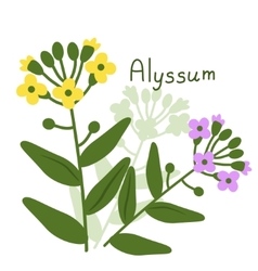 Isolated Alyssum Plant