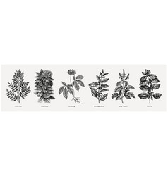 Adaptogen Plants Collection Hand-sketched