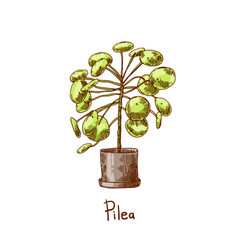 Pilea Houseplants Urban