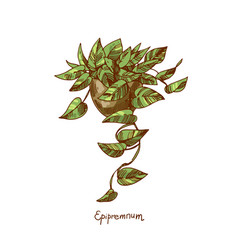 Epipremnum Houseplants