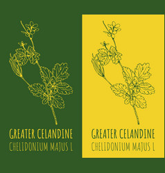 Drawings Greater Celandine Hand Drawn