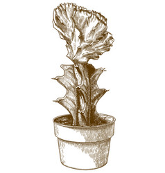 Engraving Gymnocalycium In Pot