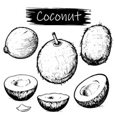 Ink Sketch Of Coconuts Isolated On White