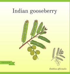 Indian Gooseberry With Leaves And Berries