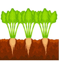 Sugar Beets Growing In The Ground