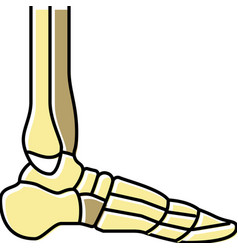 Ankle Bone Color Icon