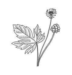 Drawing Goldenseal