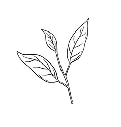 Leaves Branch Line Art Contour Doodle Drawing