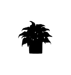 Silhouette Philodendron Houseplant Indoor Potted