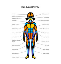 Human Muscular System