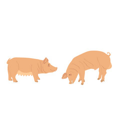 Boar And Sow Male And Female Pig