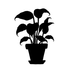 Silhouette Philodendron House Plant Indoor Potted