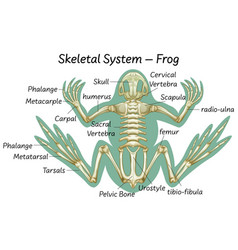 Science Eduction Frog Anatomy