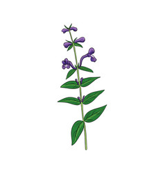 Drawing Plant Of Baikal Skullcap