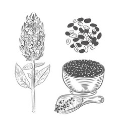 Chia Plant And Seeds Hand Drawn Sketch