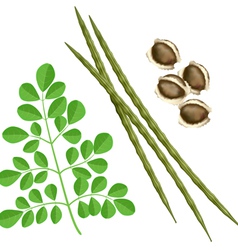 Moringa Oleifera Plant