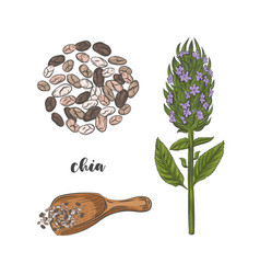 Chia Plant And Seeds Hand Drawn Sketch