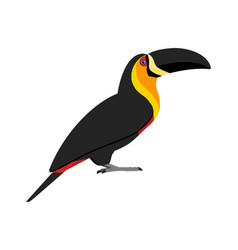 Ramphastos Vitellinus Ariel - Ariel Toucan