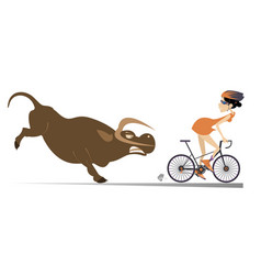 Angry Bull And Cyclist Woman