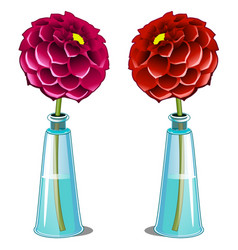 Pink And Red Blooming Dahlia In Glass Vase