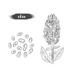 Chia Plant And Seeds Hand Drawn Sketch