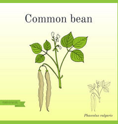 Common Bean Phaseolus Vulgaris