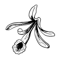 Vanilla Flower Drawing Black And