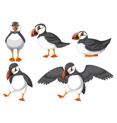 Puffin Birds In Cartoon Style