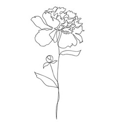 Beautiful peony flower line art Royalty Free Vector Image