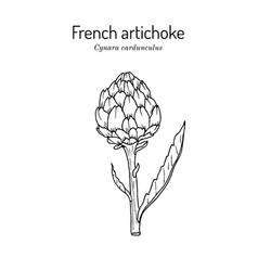 French Globe Or Green Artichoke