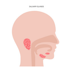 Salivary Gland Concept