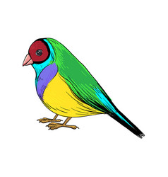 Drawing Bird Gouldian Finch